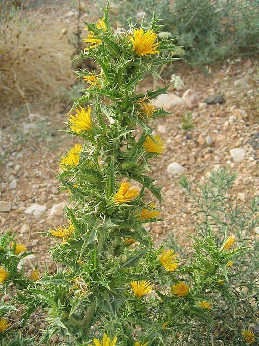 Tagarnina en flor, su nombre botánico es scolymus hispanicus